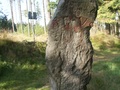 Trójpański kamień od strony
północno-wschodniej. Fot. Leopold Stempowski